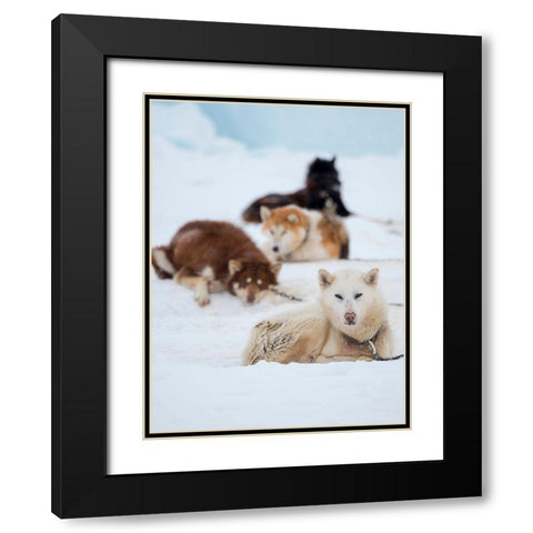 Sled dog during winter in Uummannaq in Greenland  Black Modern Wood Framed Art Print with Double Matting by Zwick, Martin