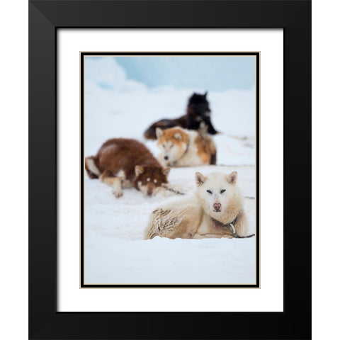 Sled dog during winter in Uummannaq in Greenland  Black Modern Wood Framed Art Print with Double Matting by Zwick, Martin