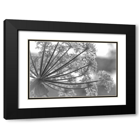Alaska, Glacier Bay Cow parsnip in Bartlett Cove Black Modern Wood Framed Art Print with Double Matting by Paulson, Don