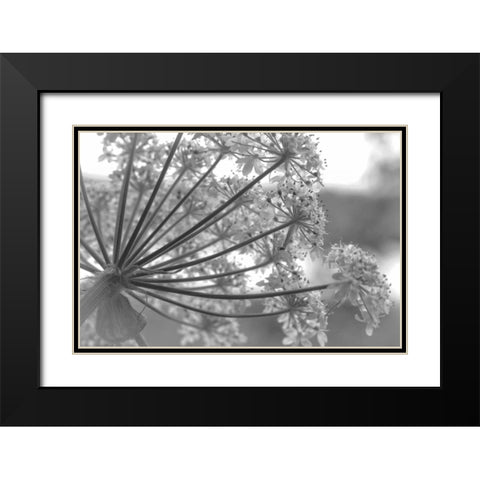 Alaska, Glacier Bay Cow parsnip in Bartlett Cove Black Modern Wood Framed Art Print with Double Matting by Paulson, Don