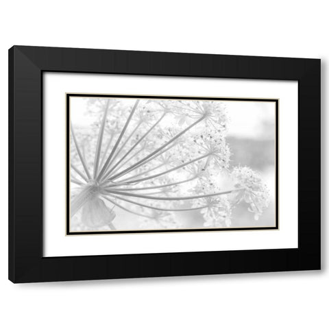 Alaska, Glacier Bay Cow parsnip in Bartlett Cove Black Modern Wood Framed Art Print with Double Matting by Paulson, Don
