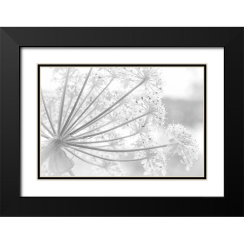 Alaska, Glacier Bay Cow parsnip in Bartlett Cove Black Modern Wood Framed Art Print with Double Matting by Paulson, Don