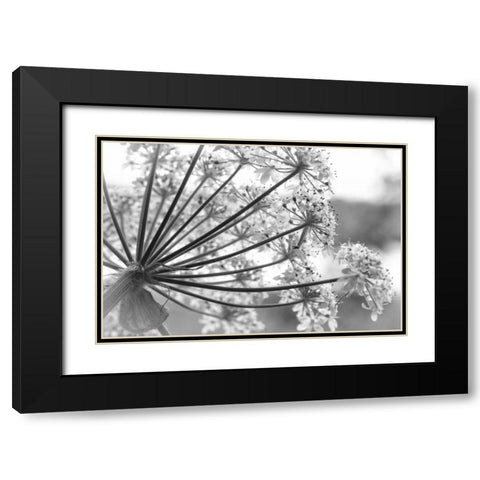 Alaska, Glacier Bay Cow parsnip in Bartlett Cove Black Modern Wood Framed Art Print with Double Matting by Paulson, Don