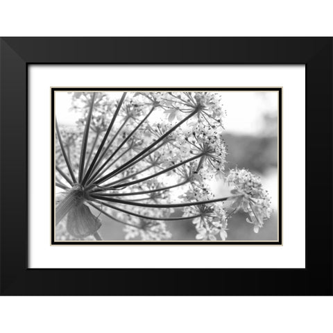 Alaska, Glacier Bay Cow parsnip in Bartlett Cove Black Modern Wood Framed Art Print with Double Matting by Paulson, Don