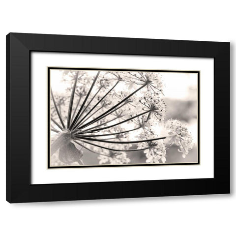 Alaska, Glacier Bay Cow parsnip in Bartlett Cove Black Modern Wood Framed Art Print with Double Matting by Paulson, Don