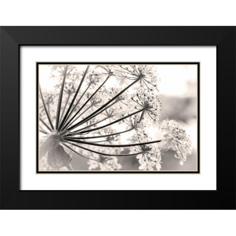 Alaska, Glacier Bay Cow parsnip in Bartlett Cove Black Modern Wood Framed Art Print with Double Matting by Paulson, Don