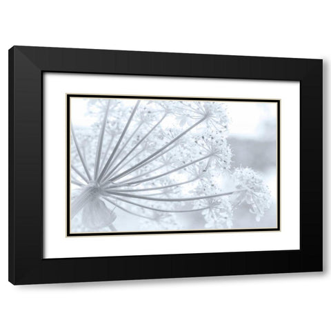 Alaska, Glacier Bay Cow parsnip in Bartlett Cove Black Modern Wood Framed Art Print with Double Matting by Paulson, Don