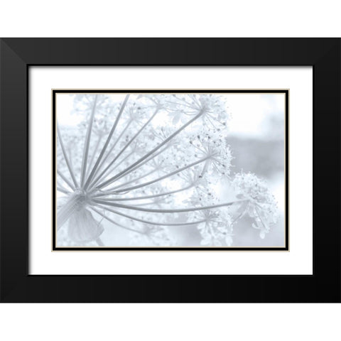 Alaska, Glacier Bay Cow parsnip in Bartlett Cove Black Modern Wood Framed Art Print with Double Matting by Paulson, Don