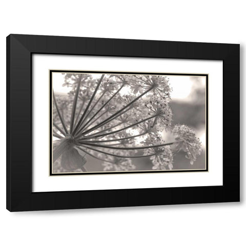 Alaska, Glacier Bay Cow parsnip in Bartlett Cove Black Modern Wood Framed Art Print with Double Matting by Paulson, Don