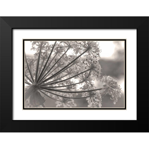 Alaska, Glacier Bay Cow parsnip in Bartlett Cove Black Modern Wood Framed Art Print with Double Matting by Paulson, Don