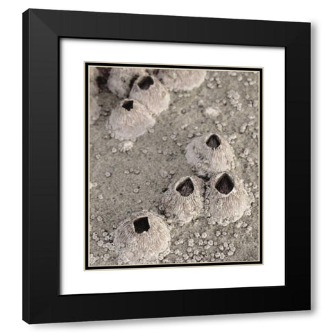 CA, San Diego, Barnacles in tide pools Black Modern Wood Framed Art Print with Double Matting by Talbot Frank, Christopher