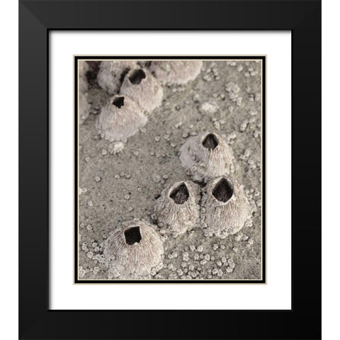CA, San Diego, Barnacles in tide pools Black Modern Wood Framed Art Print with Double Matting by Talbot Frank, Christopher