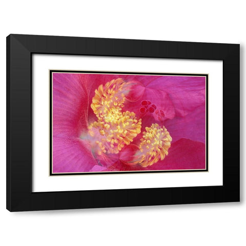 Hibiscus Flower Black Modern Wood Framed Art Print with Double Matting by Jones, Adam
