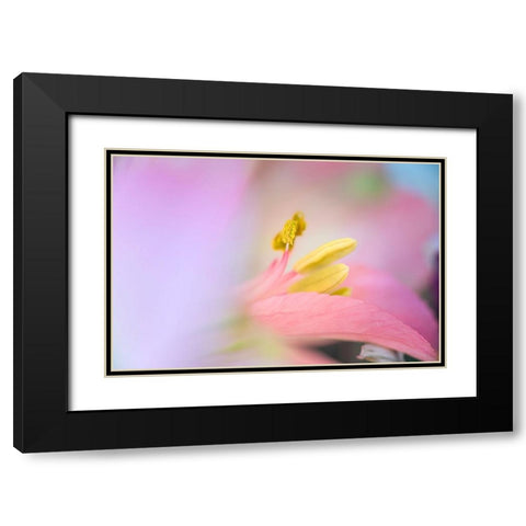 Pink lily flower Black Modern Wood Framed Art Print with Double Matting by Jones, Adam