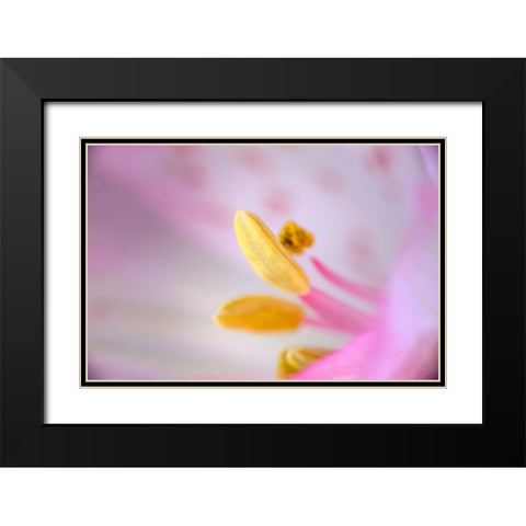 Pink lily flower Black Modern Wood Framed Art Print with Double Matting by Jones, Adam