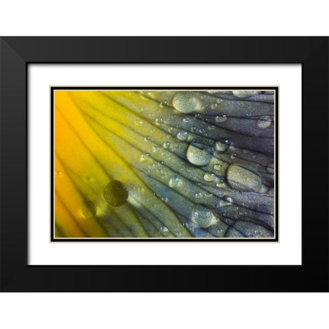 Iris petal with raindrops Black Modern Wood Framed Art Print with Double Matting by Jones, Adam
