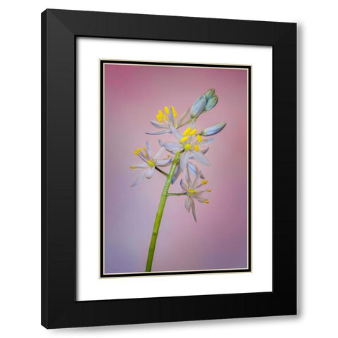 Wild hyacinth or Atlantic camas Black Modern Wood Framed Art Print with Double Matting by Jones, Adam