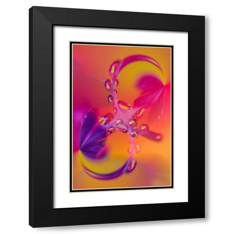 Close-up of flower reflected in waterdrop Black Modern Wood Framed Art Print with Double Matting by Jones, Adam