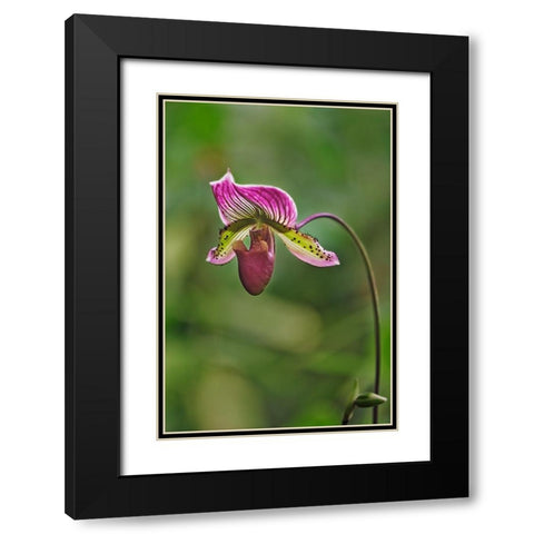 Lady slipper Orchid Black Modern Wood Framed Art Print with Double Matting by Jones, Adam