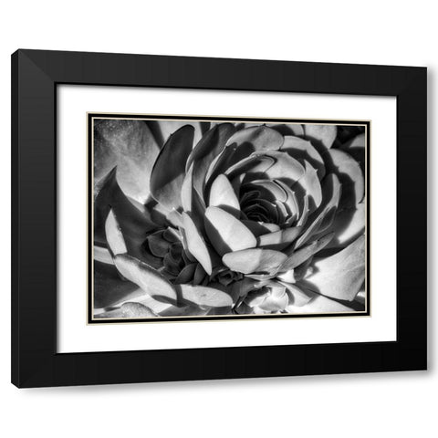 Closeup of a Succulent Black Modern Wood Framed Art Print with Double Matting by Miller, Anna