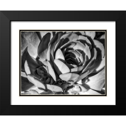 Closeup of a Succulent Black Modern Wood Framed Art Print with Double Matting by Miller, Anna