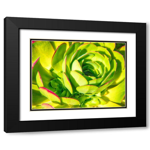 Closeup of a Succulent Black Modern Wood Framed Art Print with Double Matting by Miller, Anna