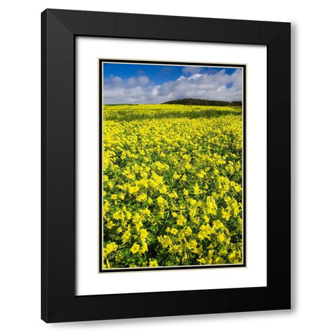 Field of Flowers Black Modern Wood Framed Art Print with Double Matting by Miller, Anna