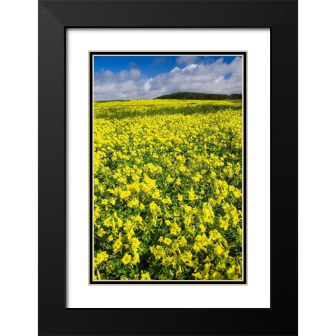 Field of Flowers Black Modern Wood Framed Art Print with Double Matting by Miller, Anna