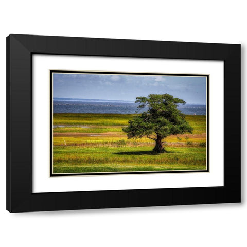 Lone Tree in Coastal Marshland Black Modern Wood Framed Art Print with Double Matting by Miller, Anna