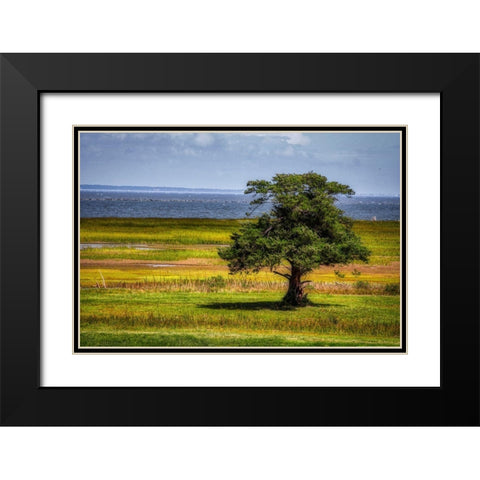 Lone Tree in Coastal Marshland Black Modern Wood Framed Art Print with Double Matting by Miller, Anna