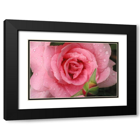 Pink Rose with Dew Drops Black Modern Wood Framed Art Print with Double Matting by Miller, Anna