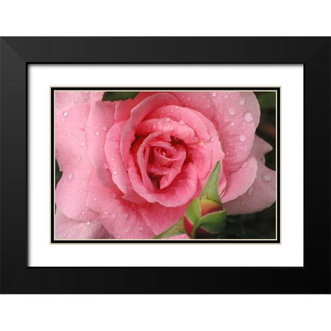 Pink Rose with Dew Drops Black Modern Wood Framed Art Print with Double Matting by Miller, Anna