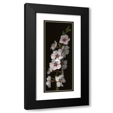 Cherry Blossom Black Modern Wood Framed Art Print with Double Matting by Miller, Anna