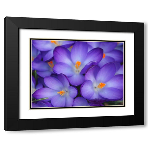 Purple Crocus Flowers Black Modern Wood Framed Art Print with Double Matting by Miller, Anna