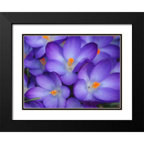Purple Crocus Flowers Black Modern Wood Framed Art Print with Double Matting by Miller, Anna