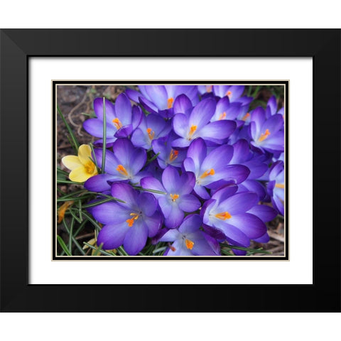 Purple Crocus Flowers Black Modern Wood Framed Art Print with Double Matting by Miller, Anna