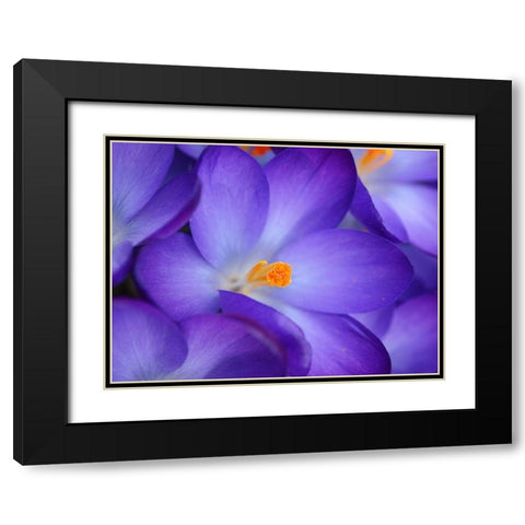 Purple Crocus Flowers Black Modern Wood Framed Art Print with Double Matting by Miller, Anna