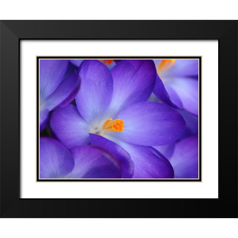 Purple Crocus Flowers Black Modern Wood Framed Art Print with Double Matting by Miller, Anna