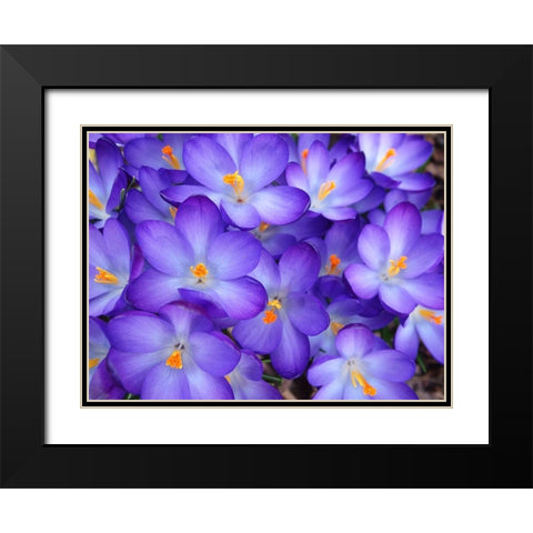Purple Crocus Flowers Black Modern Wood Framed Art Print with Double Matting by Miller, Anna