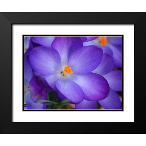 Purple Crocus Flowers Black Modern Wood Framed Art Print with Double Matting by Miller, Anna