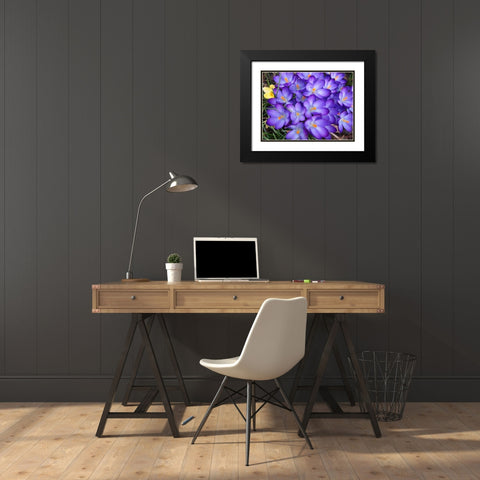 Purple Crocus Flowers Black Modern Wood Framed Art Print with Double Matting by Miller, Anna