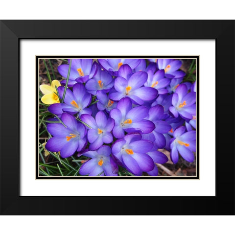 Purple Crocus Flowers Black Modern Wood Framed Art Print with Double Matting by Miller, Anna
