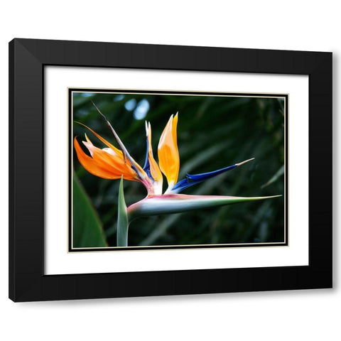 Bird Of Paradise Bloom Black Modern Wood Framed Art Print with Double Matting by Miller, Anna