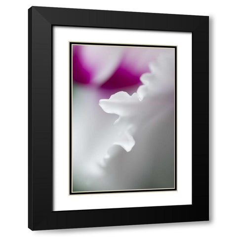 Cyclamen flower close-up Black Modern Wood Framed Art Print with Double Matting by Rotenberg, Nancy