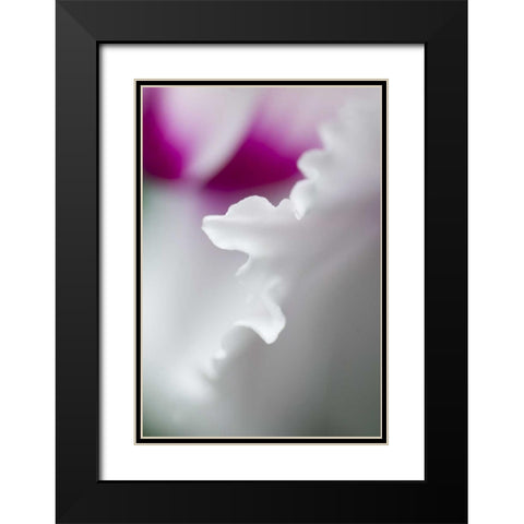 Cyclamen flower close-up Black Modern Wood Framed Art Print with Double Matting by Rotenberg, Nancy