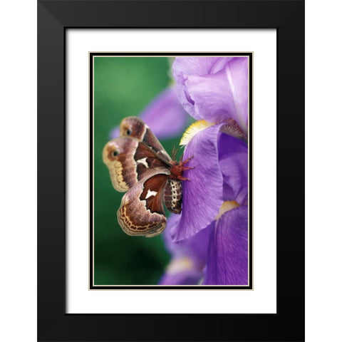 Cecropia Moth on Iris in Garden Black Modern Wood Framed Art Print with Double Matting by Rotenberg, Nancy