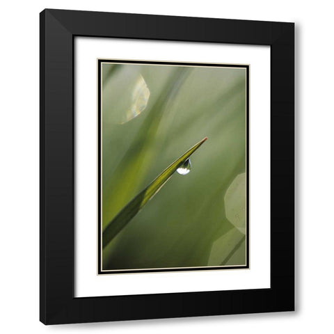 Blade of Grass with Dewdrop Black Modern Wood Framed Art Print with Double Matting by Rotenberg, Nancy