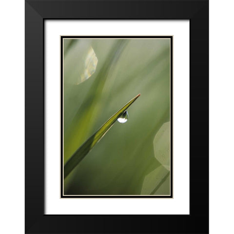 Blade of Grass with Dewdrop Black Modern Wood Framed Art Print with Double Matting by Rotenberg, Nancy