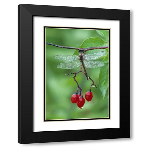 Dragonfly on Branch Black Modern Wood Framed Art Print with Double Matting by Rotenberg, Nancy