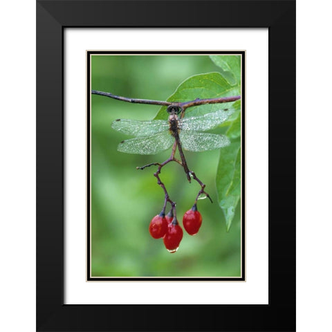 Dragonfly on Branch Black Modern Wood Framed Art Print with Double Matting by Rotenberg, Nancy